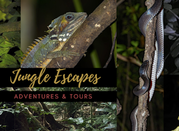 australia/cape-tribulation/nightclub/cape-tribulation-daintree-night-walks-spotlighting-day-walk-tours