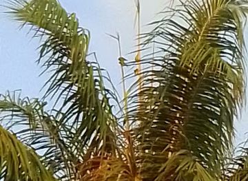 costa-rica/manuel-antonio-national-park/nightclub/malecon-de-quepos-de-noche