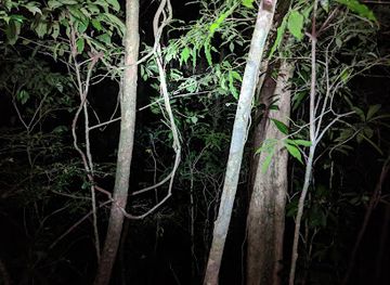 costa-rica/monteverde-cloud-forest/nightclub/ficus-trails-night-tour-monteverde