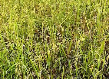 senegal/kolda/nightclub/bar-chez-janine