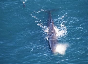 new-zealand/kaikoura/nightclub/air-kaikoura-aero-club