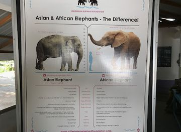 sri-lanka/pinnawala-elephant-orphanage/nightclub/club-concept-elephant-riding