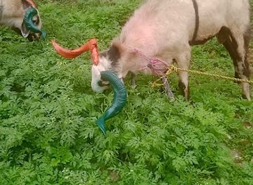 india/bengaluru/jayanagar/nightclub/abrar-s-corner