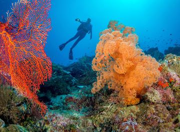 solomon-islands/munda-dive-sites/nightclub/dive-gizo