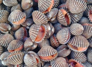 cambodia/preah-vihear-province/nightclub/visal-lak-krung-samot