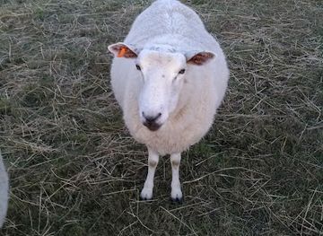 australia/magnetic-island/nightclub/bullwinkles