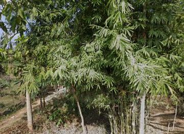 bangladesh/lawachara-national-park/nightclub/bengai-mamur-dokan