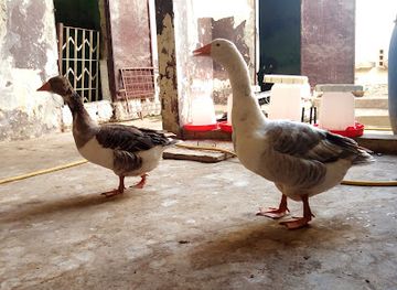 senegal/dakar/point-e/nightclub/old-american-club-of-dakar