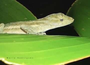 costa-rica/monteverde/nightclub/monteverde-night-tour-don-rodolfo