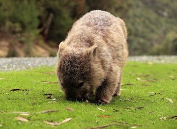 australia/wilson-s-promontory-national-park/nightclub/prom-wildlife-walk