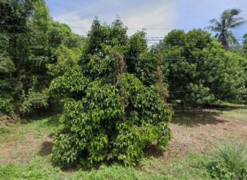 thailand/nakhon-si-thammarat/nightclub/ban-wong-kamphaeng-nakhon-si-thammarat