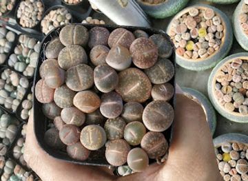 india/kaziranga-national-park/nightclub/rongtheang-klimsomar-club