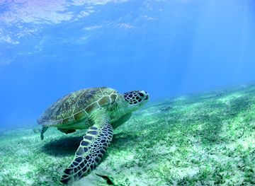 mayotte/plage-de-n-gouja/nightclub/le-lagon-maore