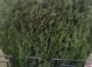 pakistan/southern-punjab/nightclub/kashmir-finger-chapis