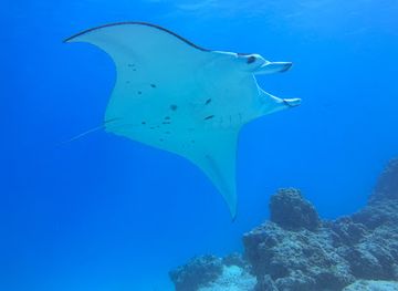 french-polynesia/maupiti/nightclub/maupiti-diving-center