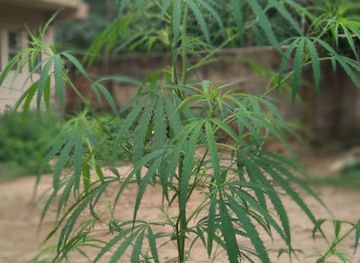 india/nagaland/nightclub/manisha-park