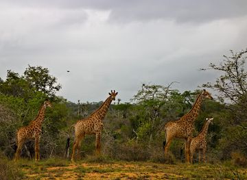 angola/kissama-national-park/nightclub/parque-nacional-do-quicama