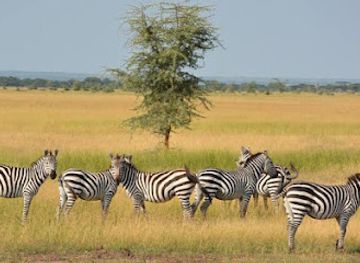 tanzania/katavi-plains/nightclub/katavi-national-park