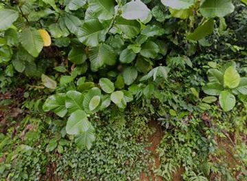 sri-lanka/ratnapura/nightclub/upper-club