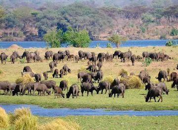 zimbabwe/mana-pools-national-park/nightclub/mana-pools-national-park