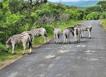 south-africa/hluhluwe-imfolozi-park/nightclub/hluhluwe-imfolozi-game-reserve