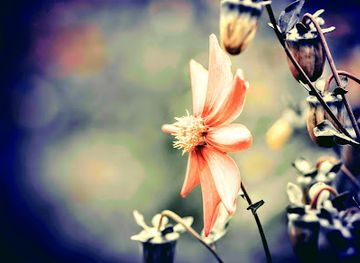 romania/deva/nightclub/l-excess-club-lounge