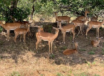 malawi/majete-wildlife-reserve/nightclub/majete-wildlife-reserve-and-african-parks-head-quarters