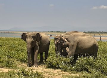 sri-lanka/udawalawe-national-park/nightclub/udawalawe-national-park
