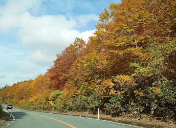 japan/zao-onsen/nightclub/zao-echo-line