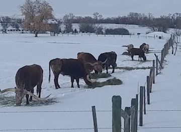 wyoming/bighorn-national-forest/nightclub/last-chance-bar