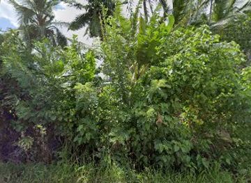 sri-lanka/vavuniya-district/nightclub/ashawari-nalindu-music-club