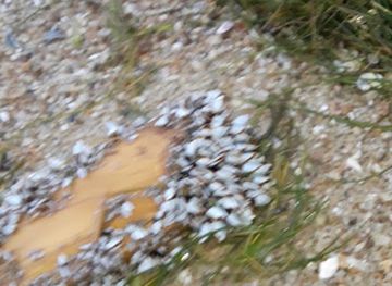 sri-lanka/mannar-district/nightclub/kd-bob-boys