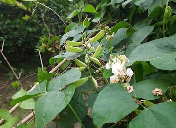 bangladesh/jessore/nightclub/chandpara