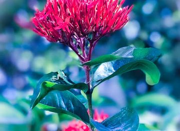 HAÏTI- CROIX- DES-BOUQUETS
