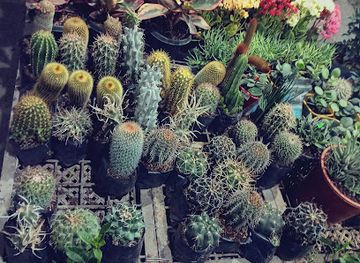 philippines/vigan/nightclub/vigan-night-market