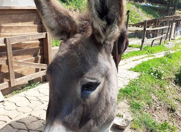 romania/harghita/nightclub/ferma-de-agrement-amenus