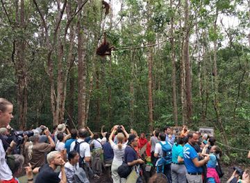 indonesia/tanjung-puting-national-park/nightclub/cv-dolphindo-orangutan-tour-tanjung-puting