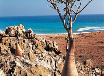 yemen/socotra-archipelago/nightclub/ayhaft-canyon-national-park