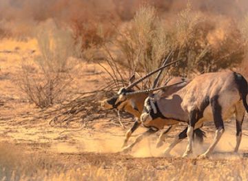 botswana/kgalagadi-district/nightclub/kgalagadi-transfrontier-park