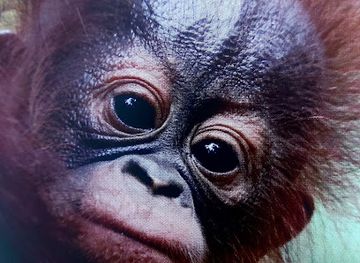 indonesia/tanjung-puting-national-park/nightclub/tanjung-puting-borneo-tour