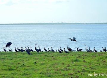 sri-lanka/bundala-national-park/nightclub/bundala-safari-with-srimal