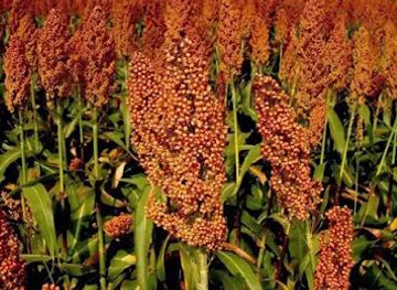 eritrea/anseba-region/nightclub/halhal