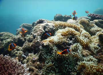 vanuatu/lenakel/nightclub/volcano-island-divers