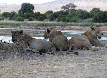 tanzania/ruaha-national-park/nightclub/ruaha-national-park