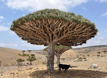 yemen/socotra-island/nightclub/socotra-hajhir-tourism