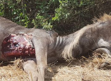 tanzania/ngorongoro-conservation-area/nightclub/ngorongoro-conservation-area-authority-headquater