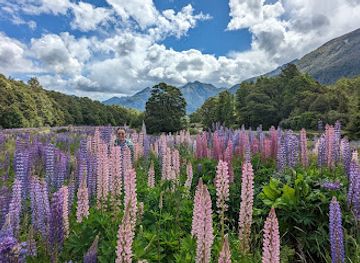 new-zealand/milford-sound/nightclub/cruise-milford