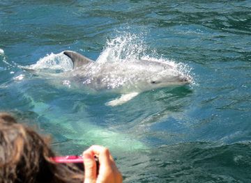 new-zealand/milford-sound/nightclub/descend-scuba-diving-milford-sound