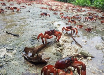 christmas-island/red-crabs-migration-area/nightclub/the-blowholes