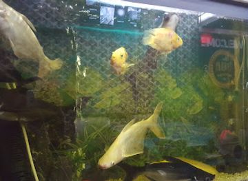 pakistan/upper-sindh/nightclub/dua-vip-palace